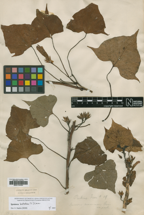 Sweet potato specimen collected in 1769 from Society Islands.